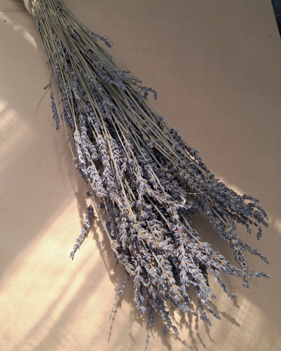 Everlasting Lavender