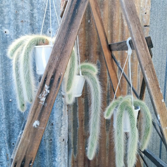 Plants & pots