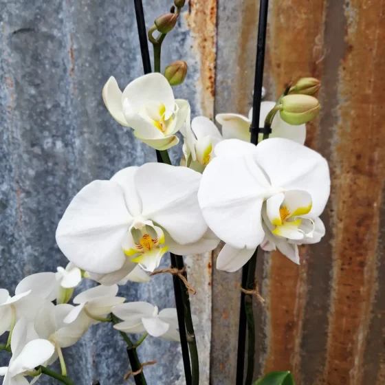 orchids.webp