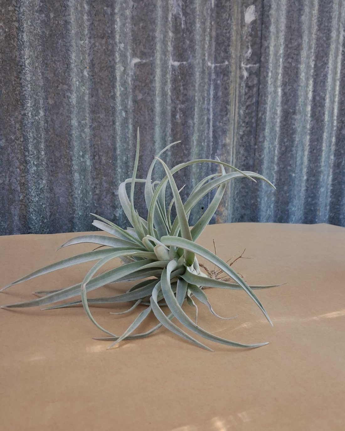 Air Plant & Pot
