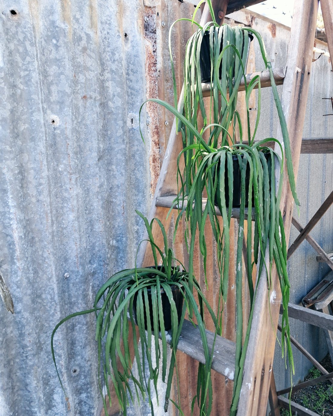 Rhipsalis
