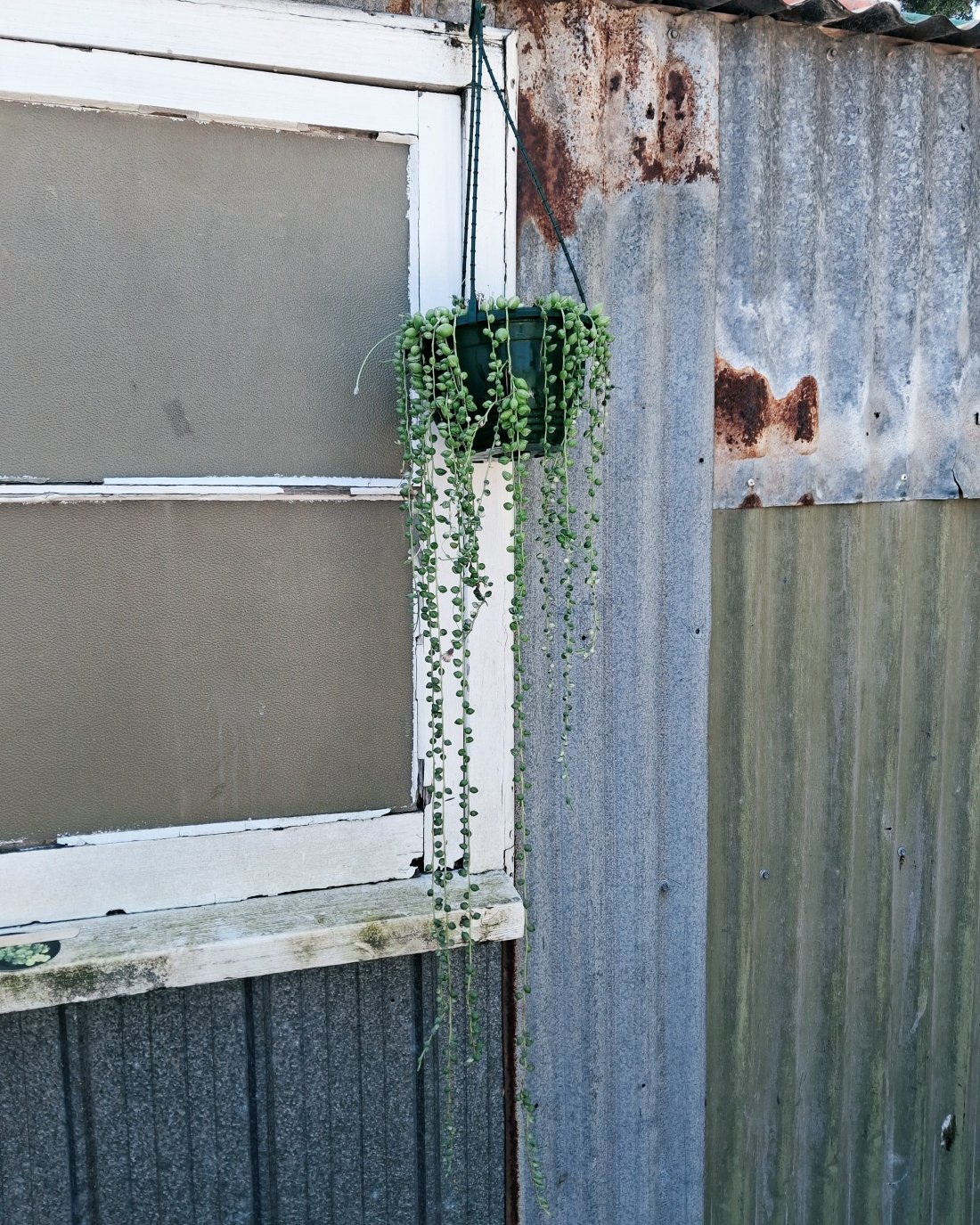 String of Pearls