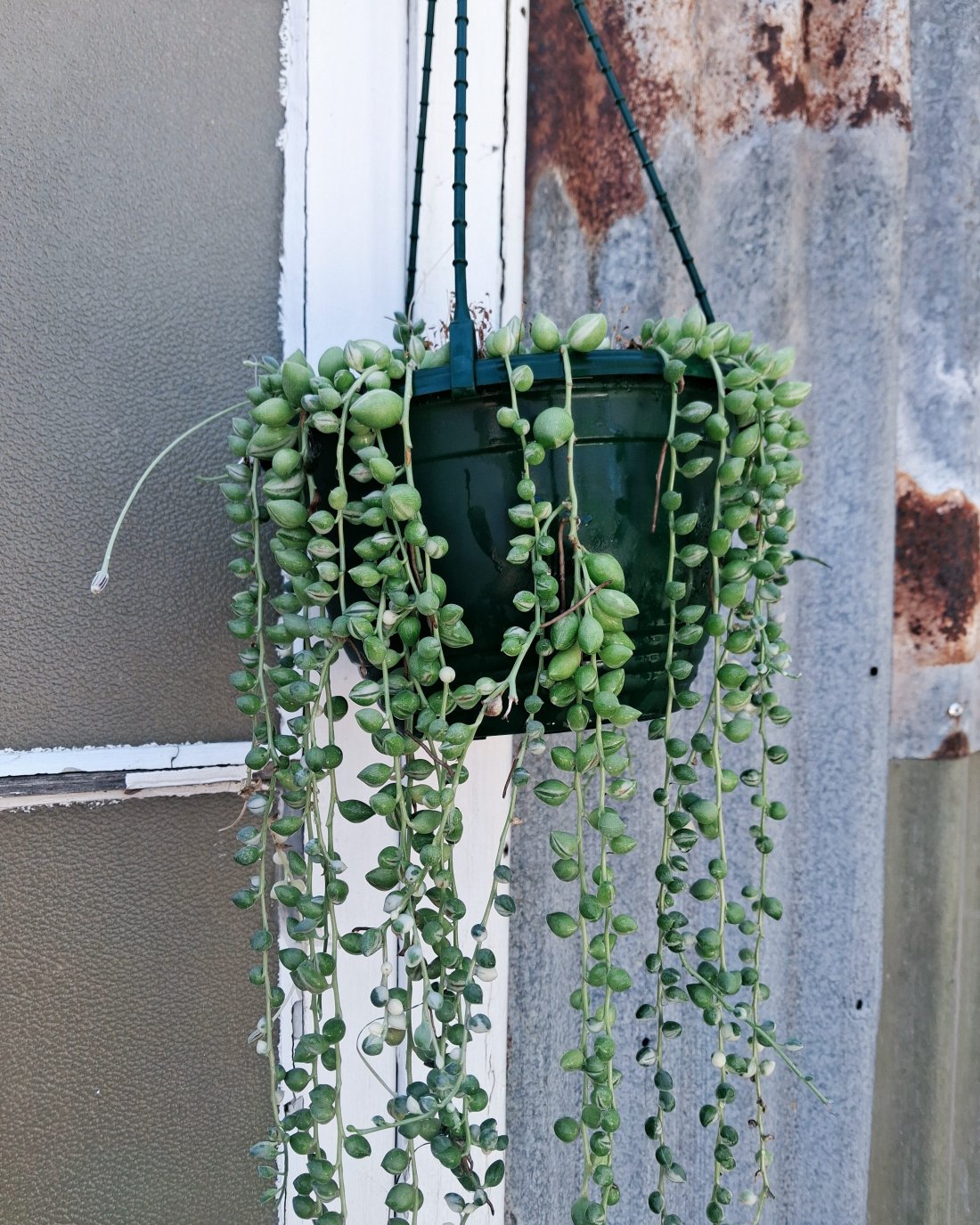 String of Pearls