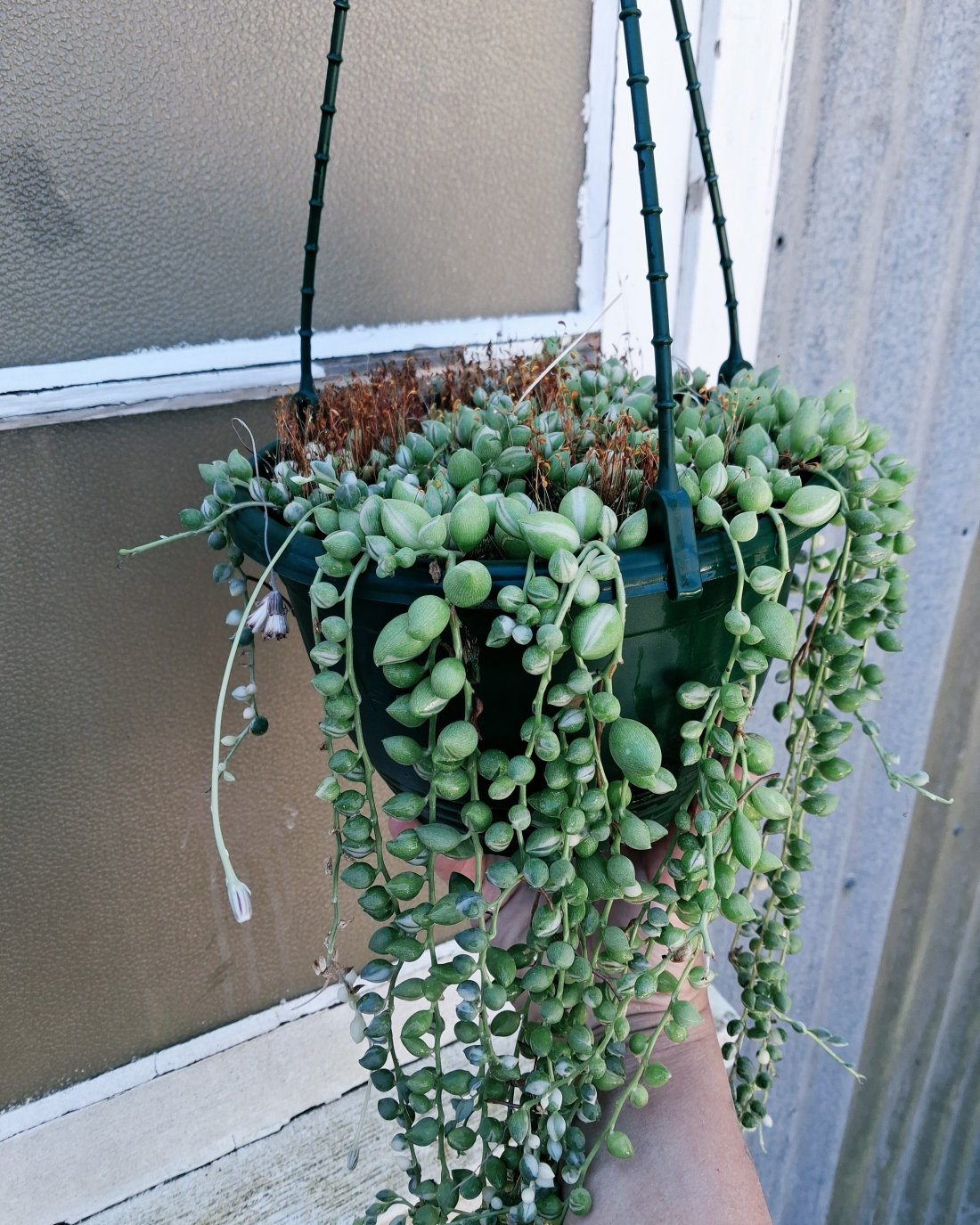 String of Pearls