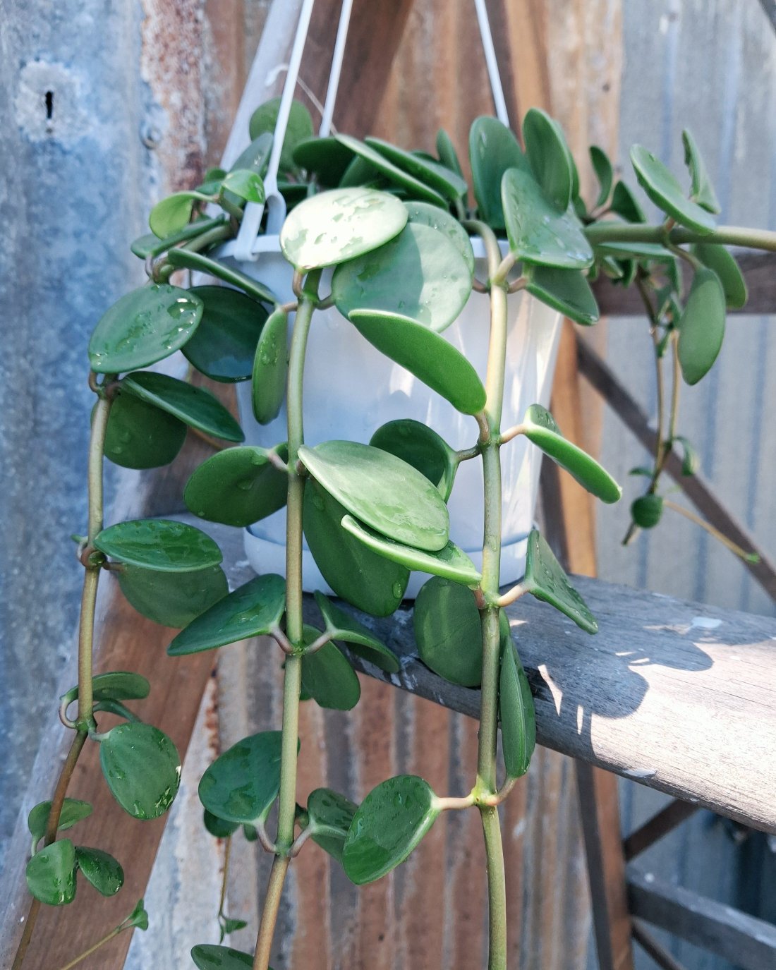 Peperomia 'Hope'