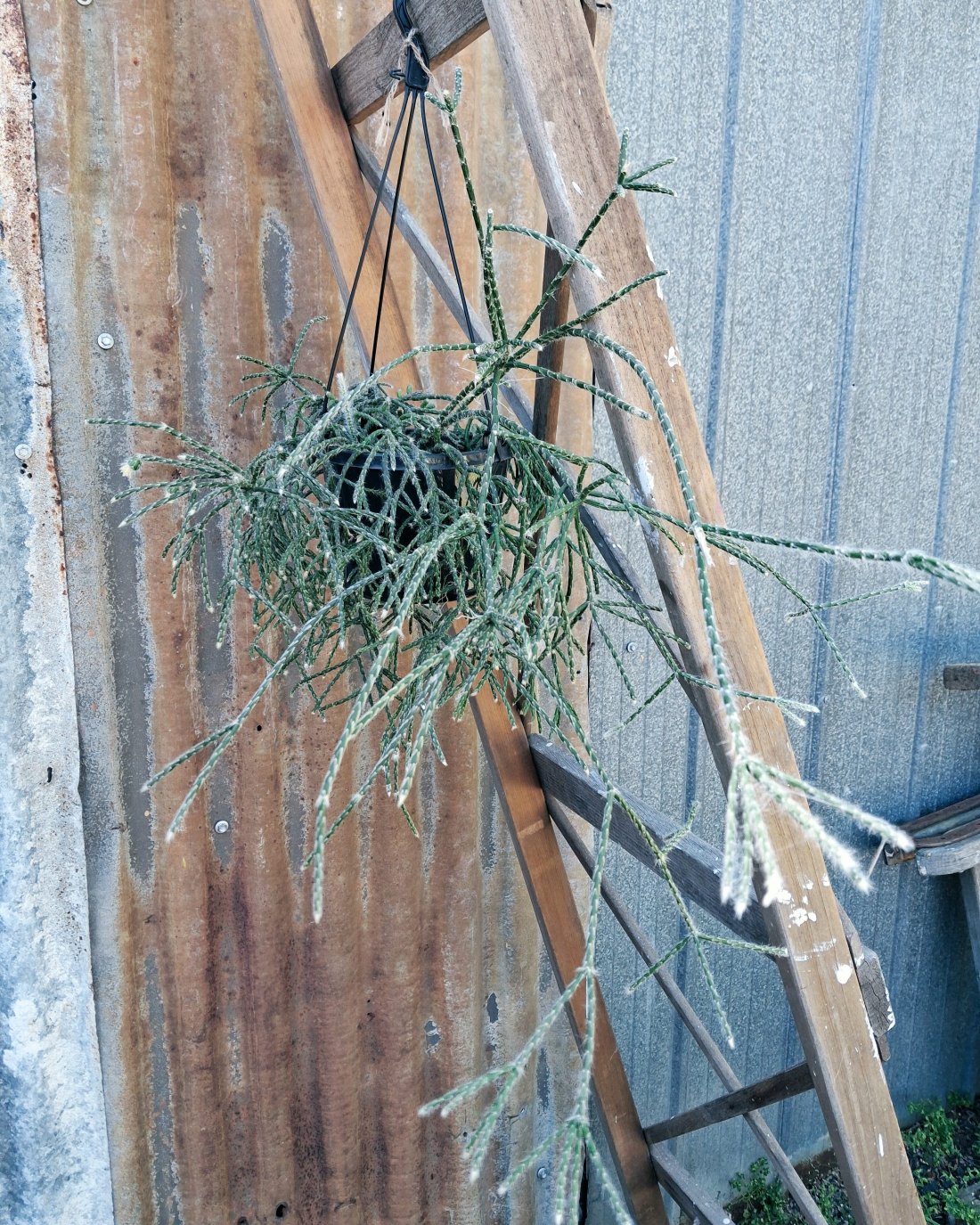 Rhipsalis 'Mistletoe' Cactus