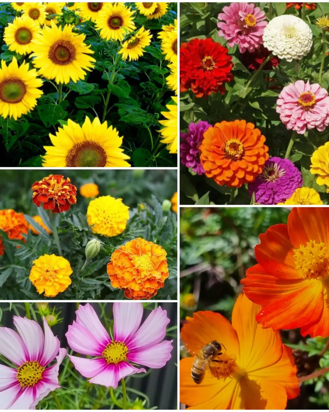 A Living Tribute - Wildflower Seeds