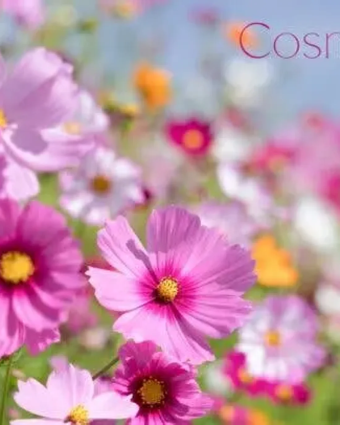 Busy Bee Bundle