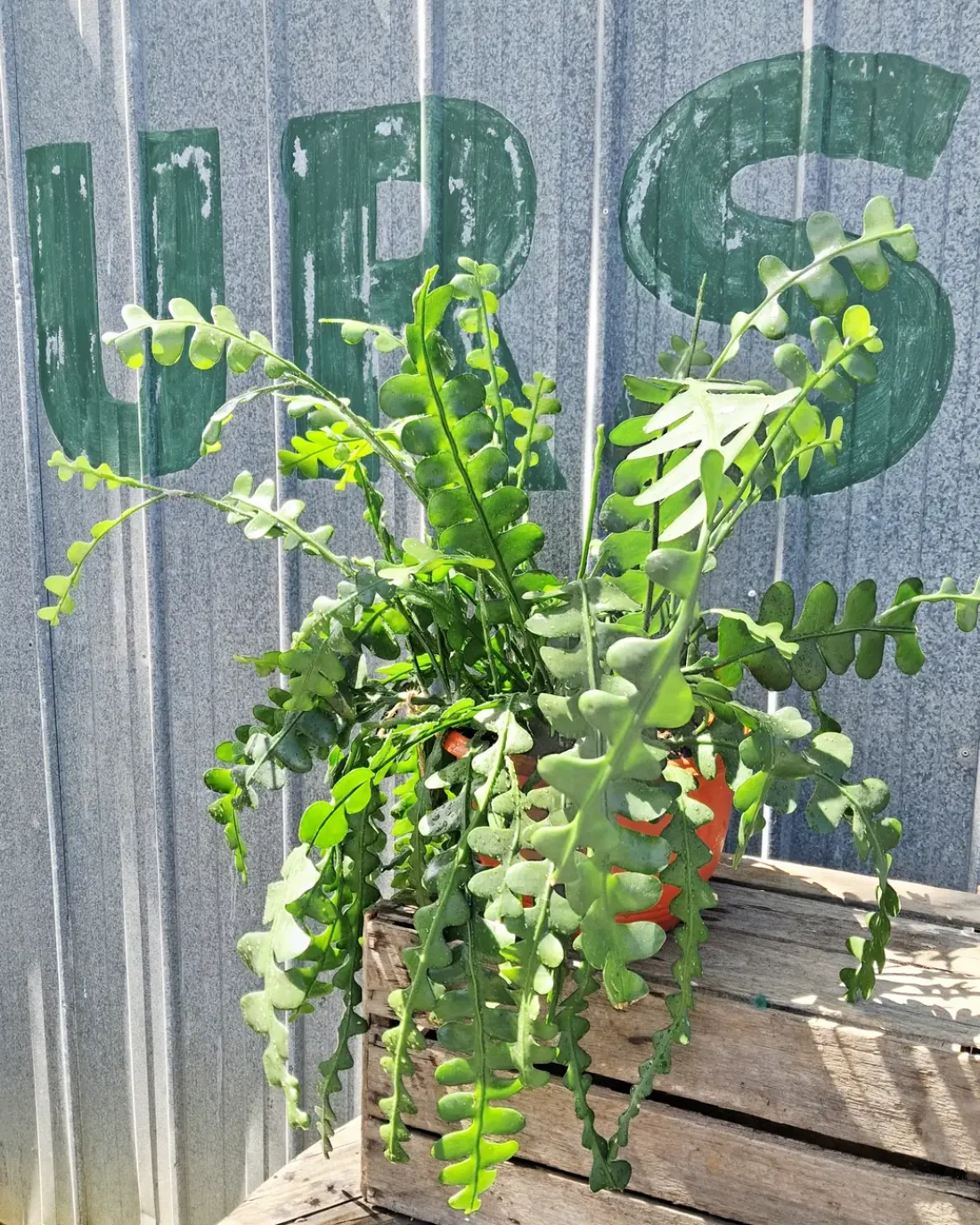 Epiphyllum Anguliger/ Fishbone Cactus