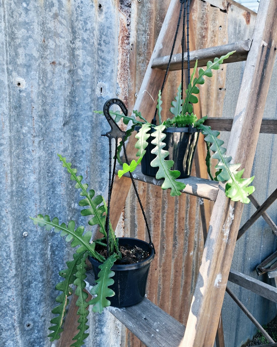Fishbone Cactus