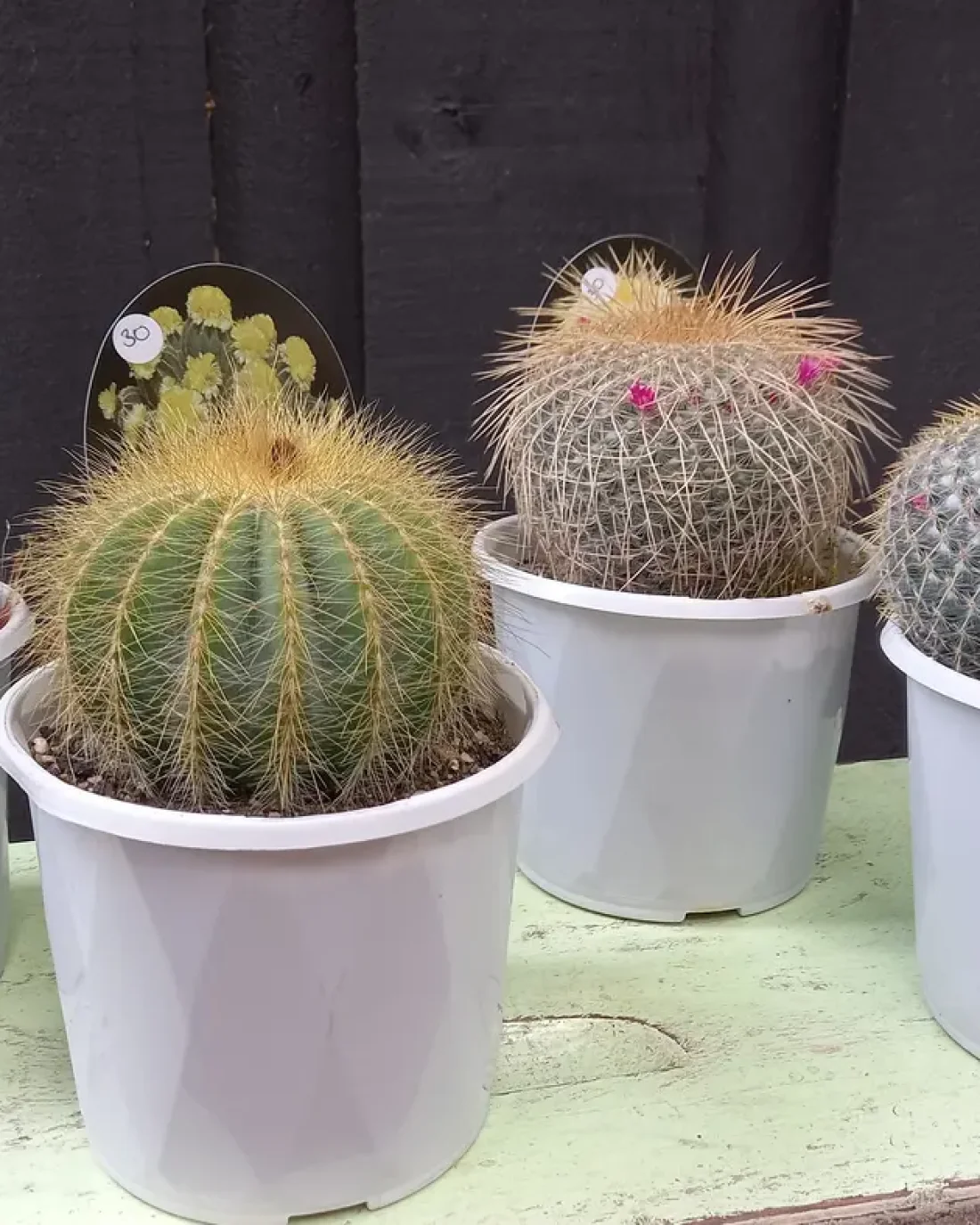 Flowering Cactus 13 cm
