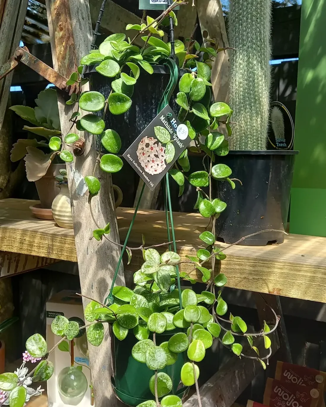 Hoya