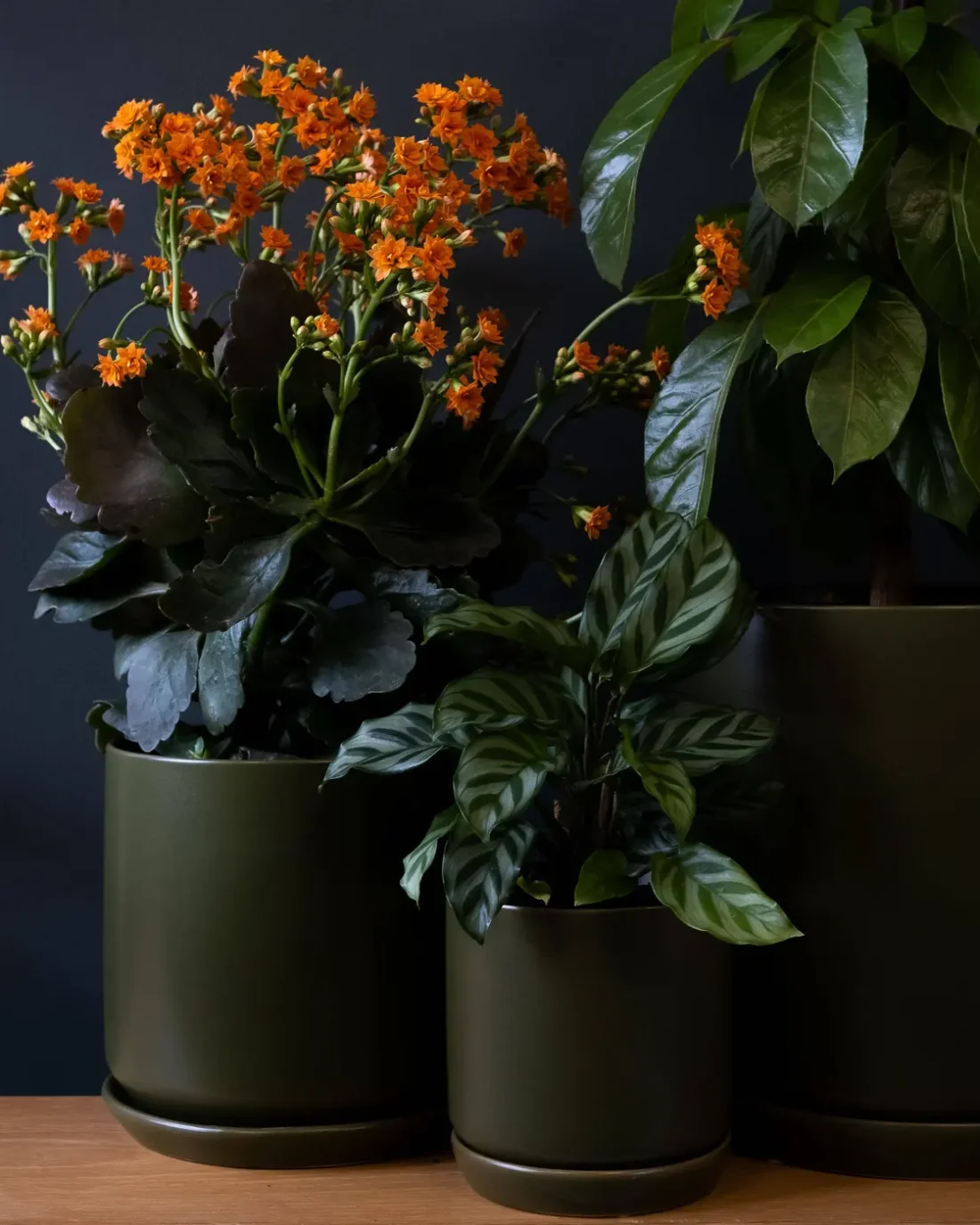 Medium Oslo Planter Avocado