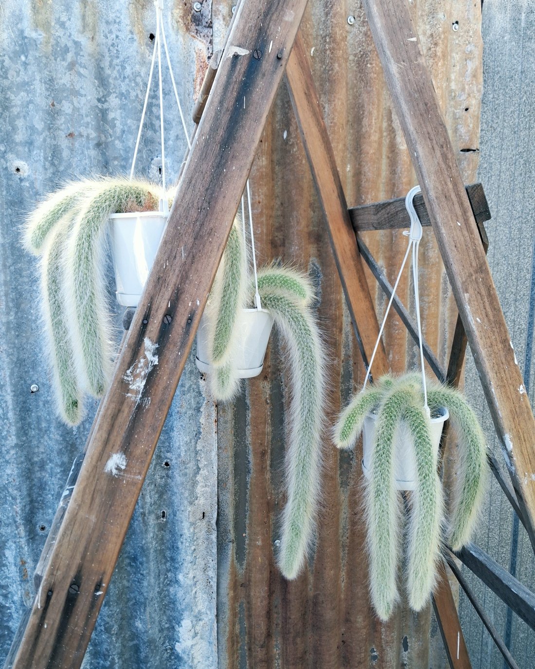 Monkey Tails