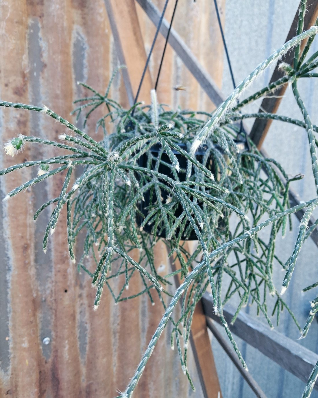 Rhipsalis 'Mistletoe' Cactus