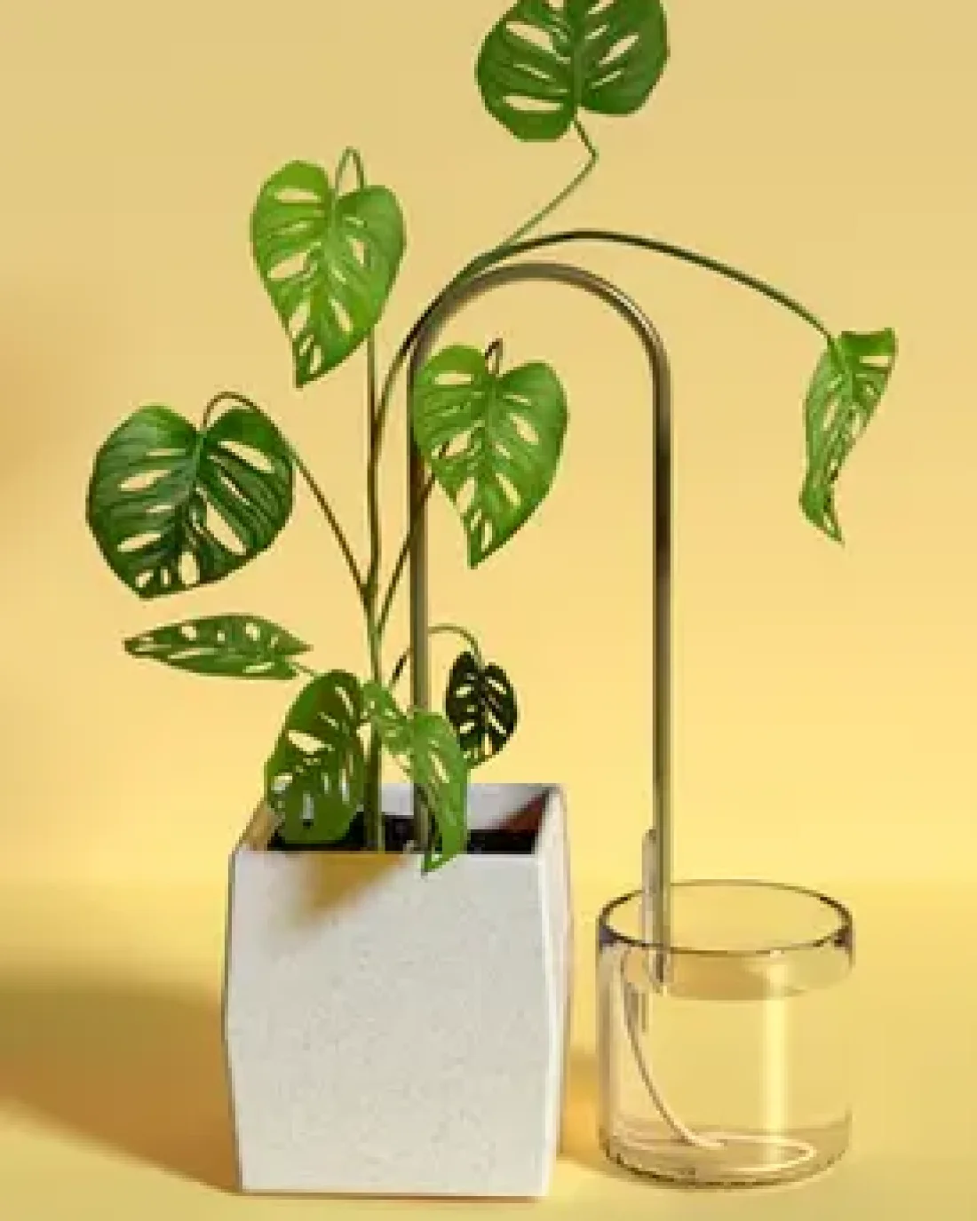 Self-Watering Plant Climber