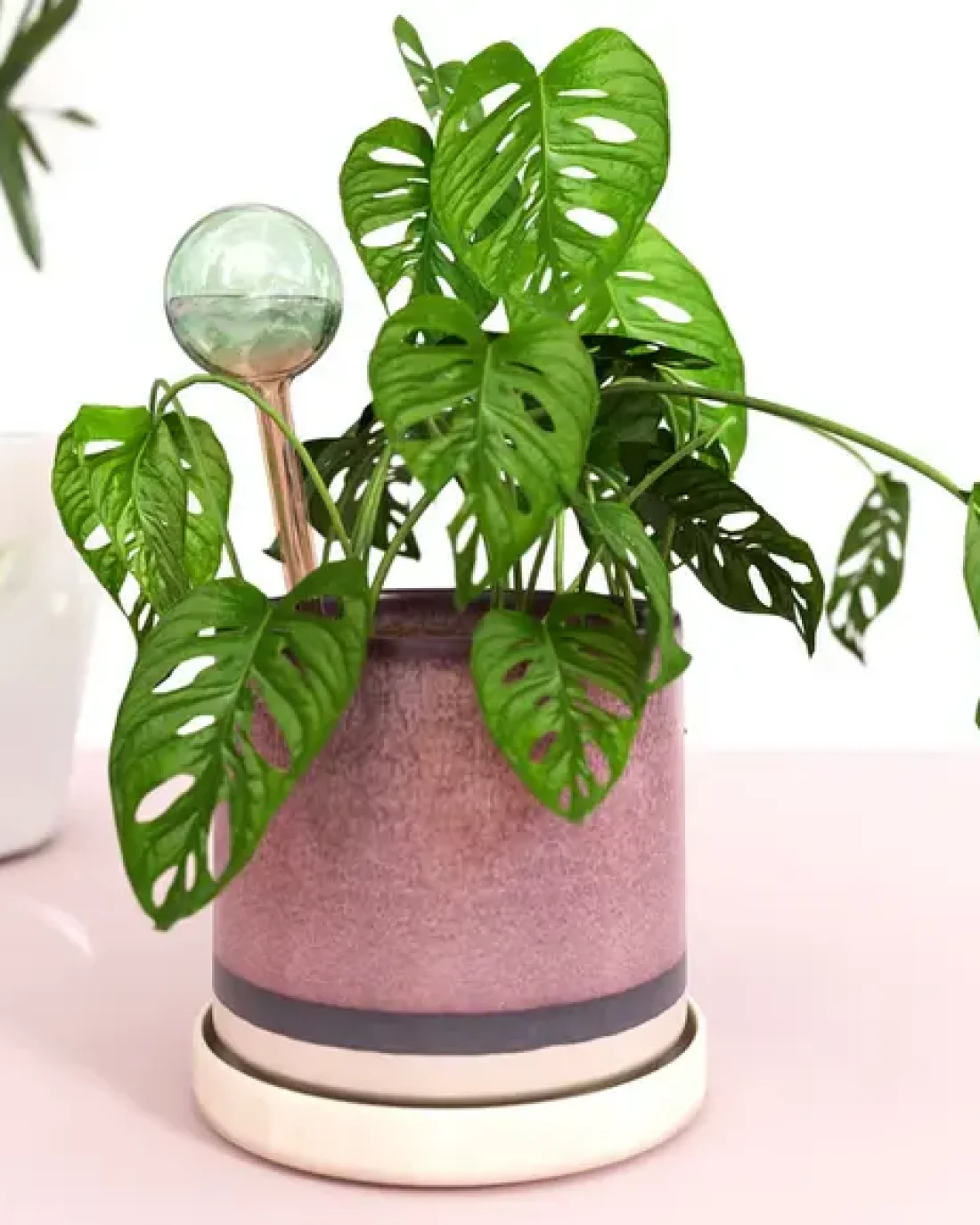 Self-Watering Plant Globes