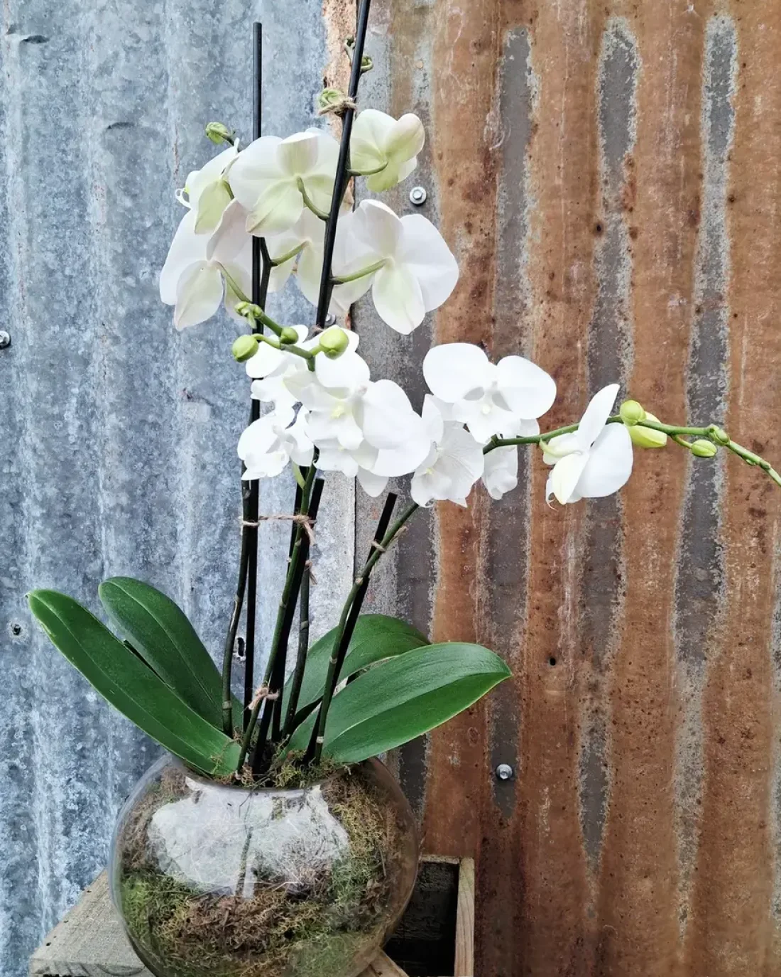 Sympathy Arrangement