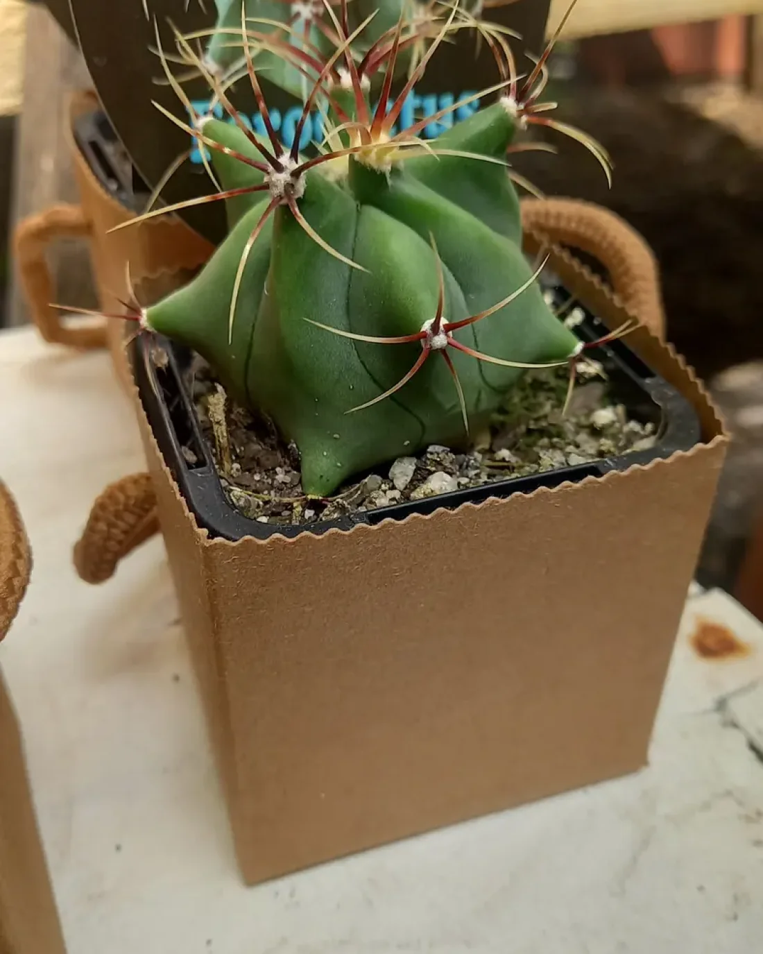 Mini cactus in take away box