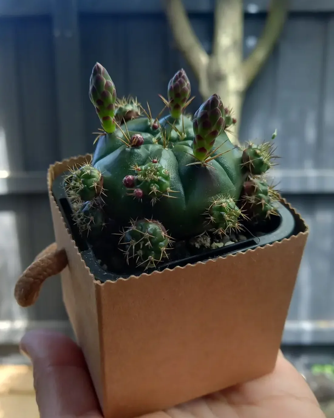 Mini cactus in take away box