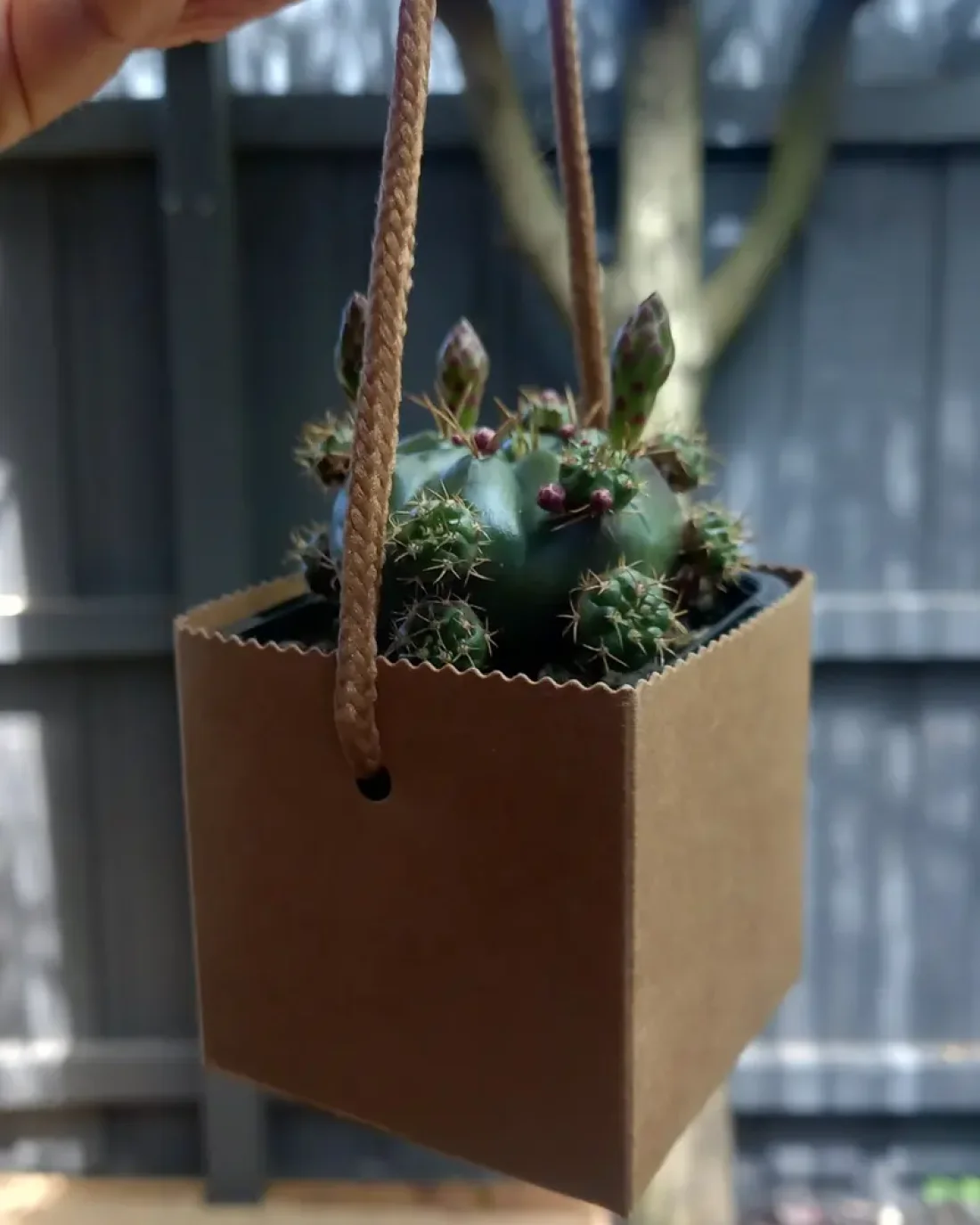 Mini cactus in take away box